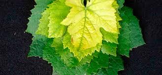 Quelatos líquidos y correctores de carencias