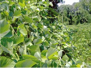 Leguminosas clima cálido