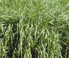 Pastos de clima calido